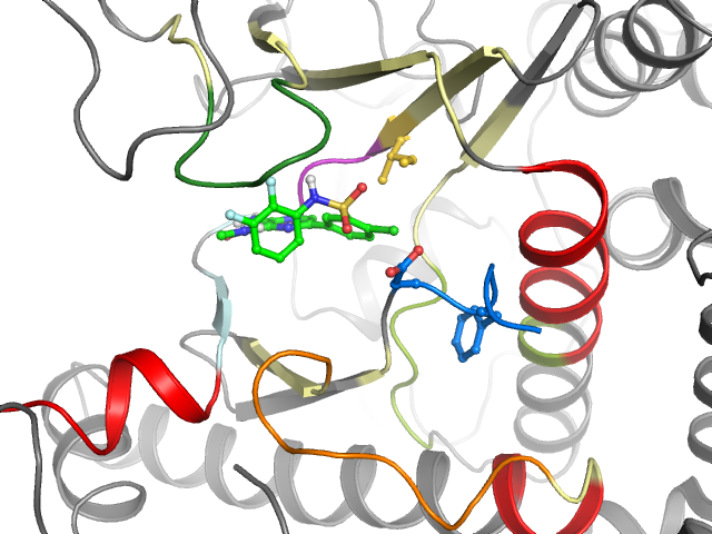 The orthosteric binding pocket