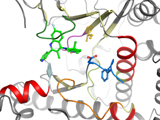 The orthosteric binding pocket
