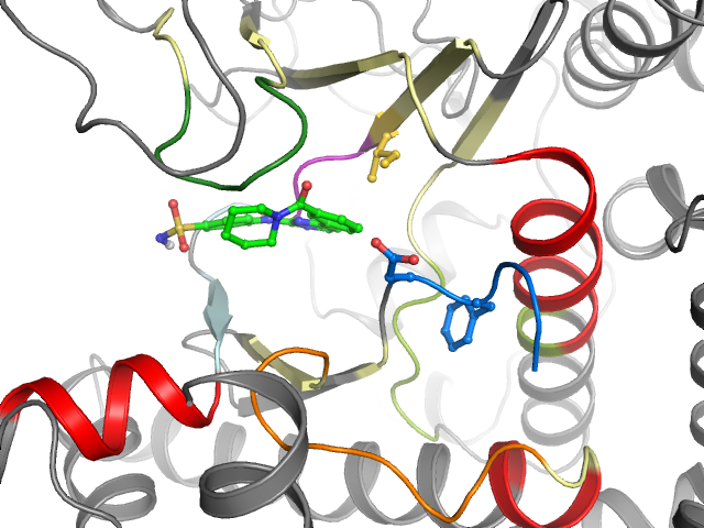The orthosteric binding pocket