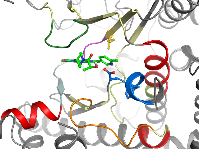 The orthosteric binding pocket