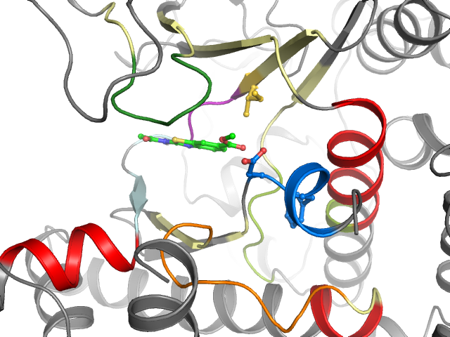 The orthosteric binding pocket