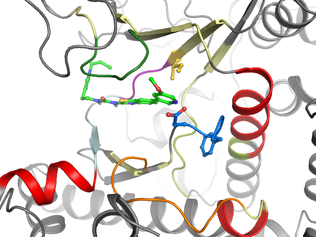 The orthosteric binding pocket