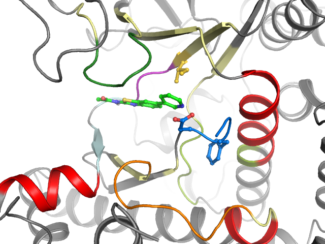 The orthosteric binding pocket