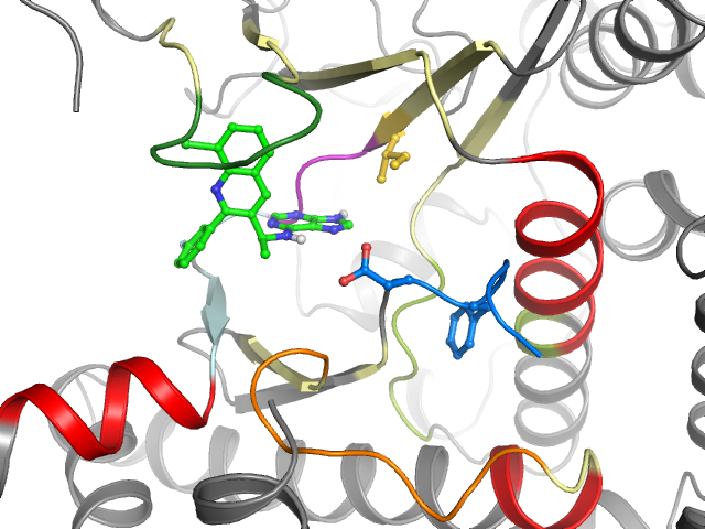 The orthosteric binding pocket
