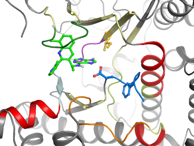 The orthosteric binding pocket