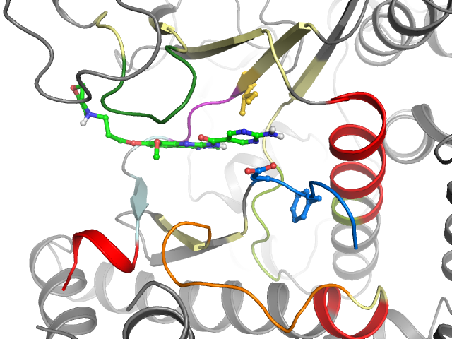 The orthosteric binding pocket