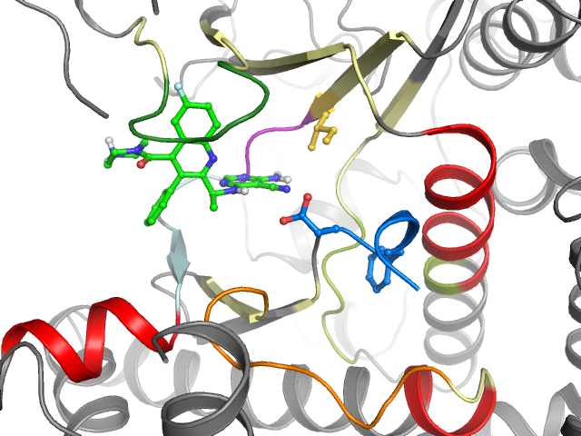 The orthosteric binding pocket