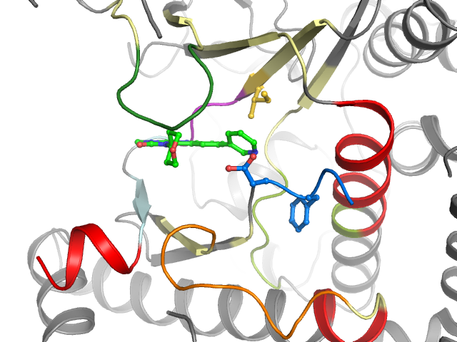The orthosteric binding pocket