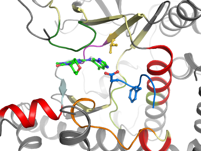 The orthosteric binding pocket