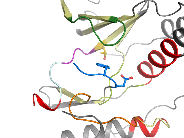 The orthosteric binding pocket