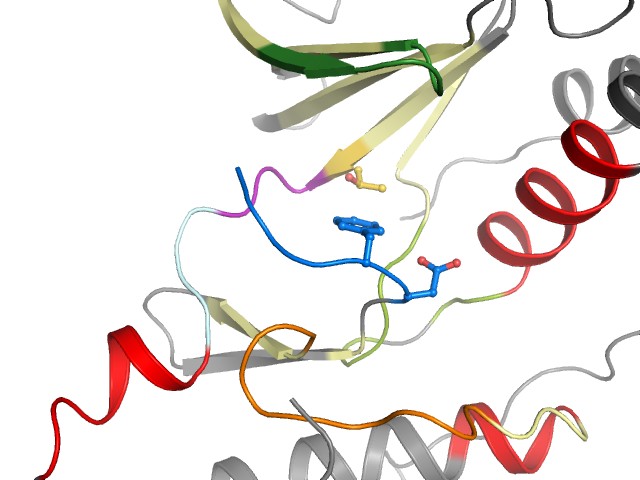 The orthosteric binding pocket