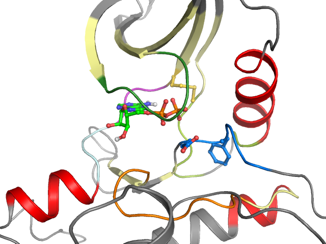 The orthosteric binding pocket