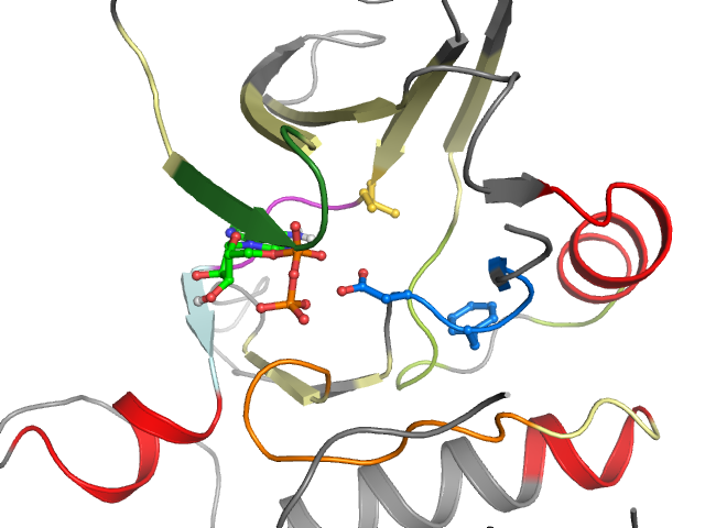 The orthosteric binding pocket