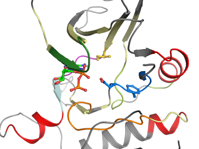 The orthosteric binding pocket
