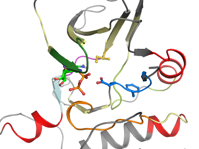 The orthosteric binding pocket
