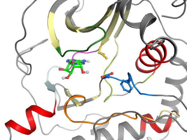 The orthosteric binding pocket