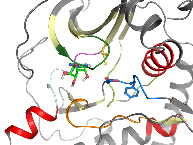 The orthosteric binding pocket