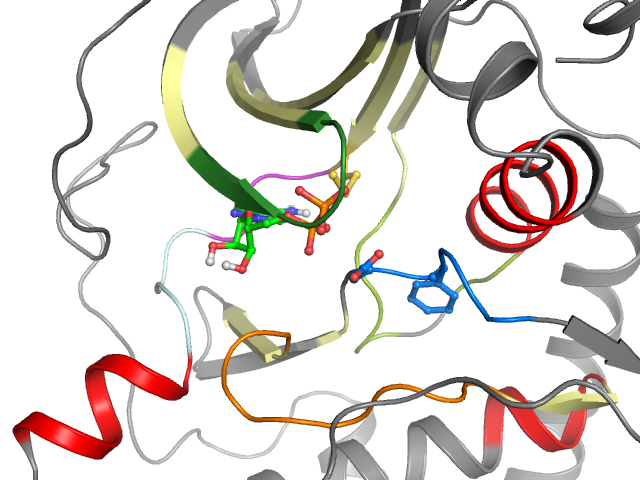 The orthosteric binding pocket