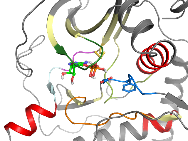 The orthosteric binding pocket