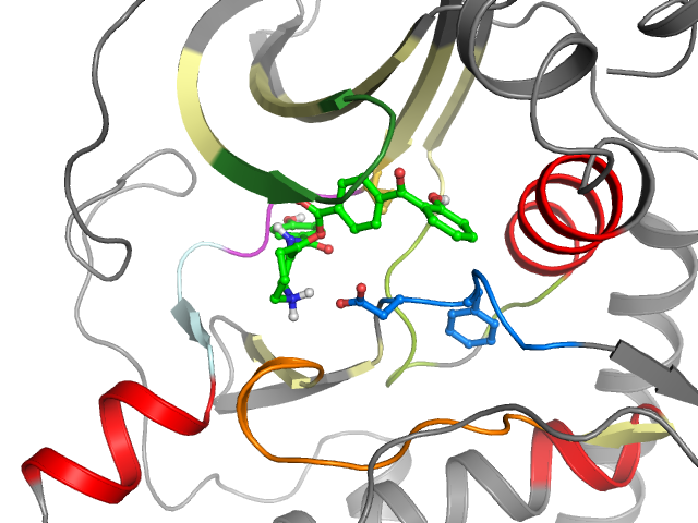 The orthosteric binding pocket