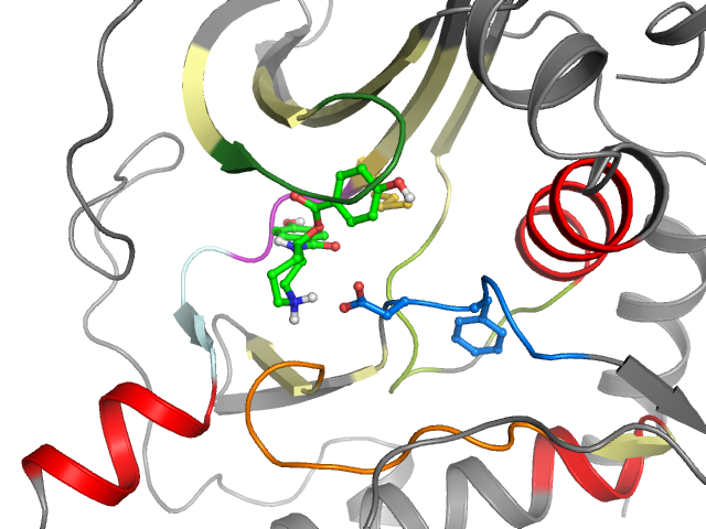 The orthosteric binding pocket