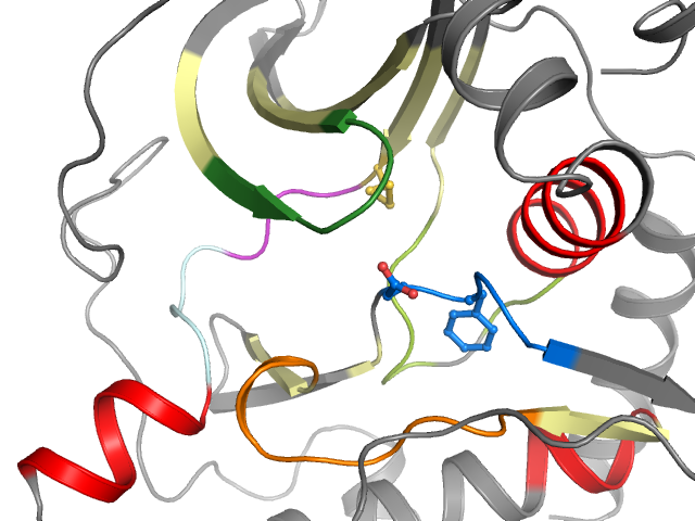 The orthosteric binding pocket