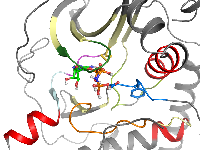 The orthosteric binding pocket