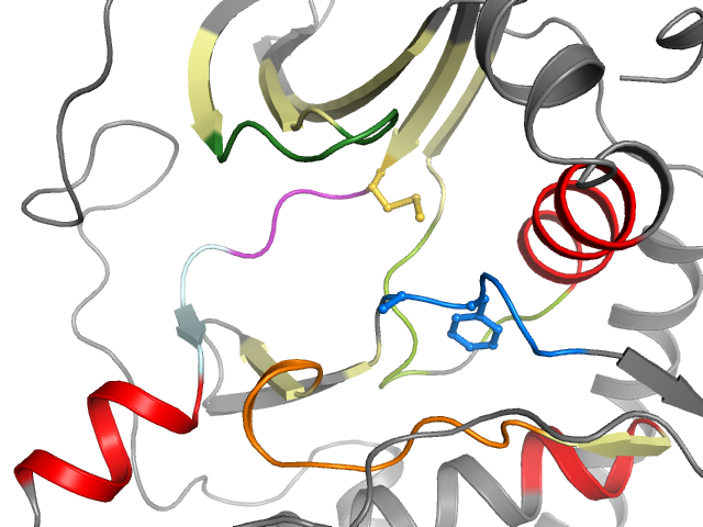 The orthosteric binding pocket