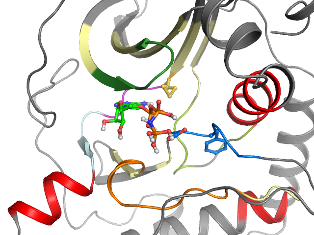 The orthosteric binding pocket