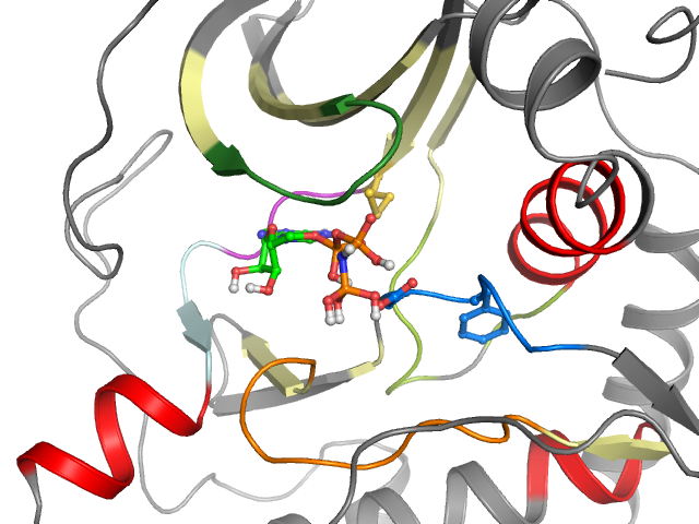 The orthosteric binding pocket