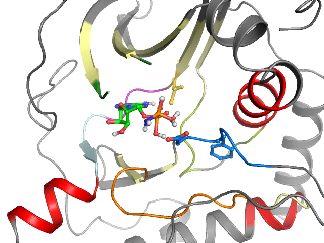 The orthosteric binding pocket