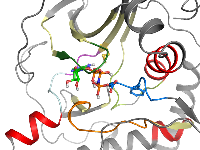 The orthosteric binding pocket