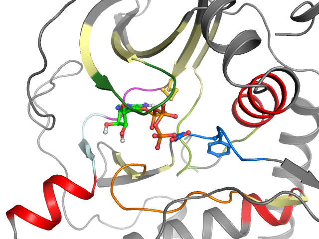 The orthosteric binding pocket
