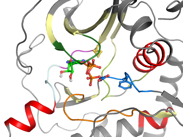 The orthosteric binding pocket
