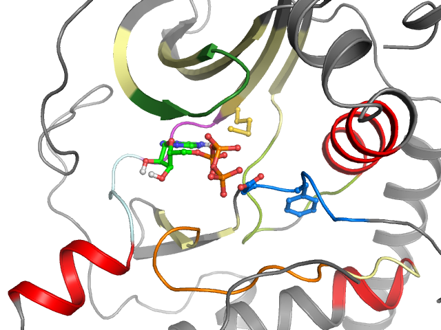 The orthosteric binding pocket