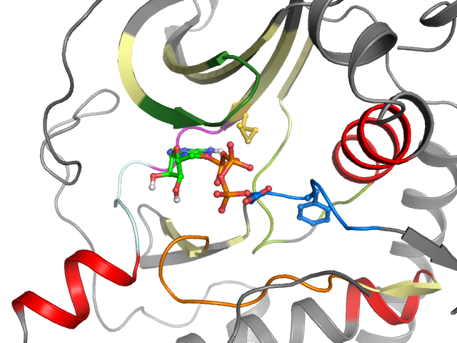 The orthosteric binding pocket