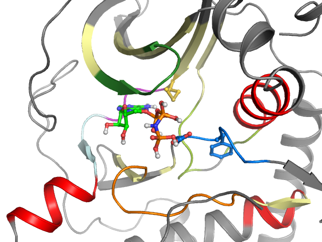 The orthosteric binding pocket