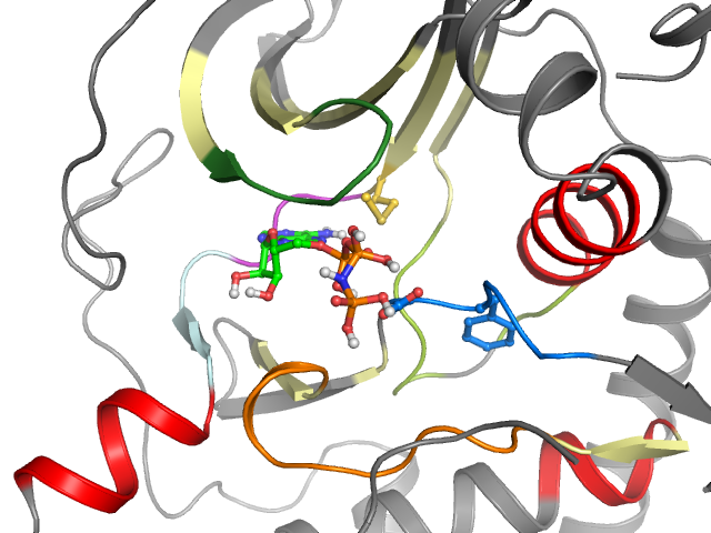 The orthosteric binding pocket