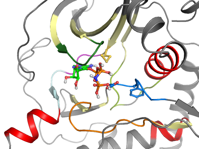 The orthosteric binding pocket