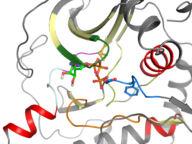 The orthosteric binding pocket