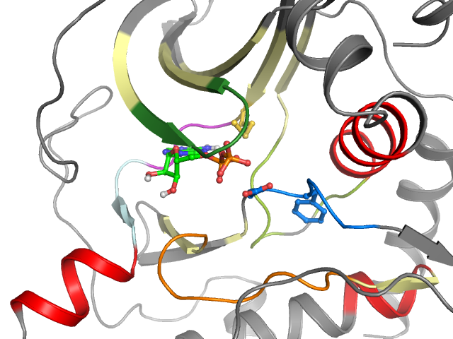 The orthosteric binding pocket