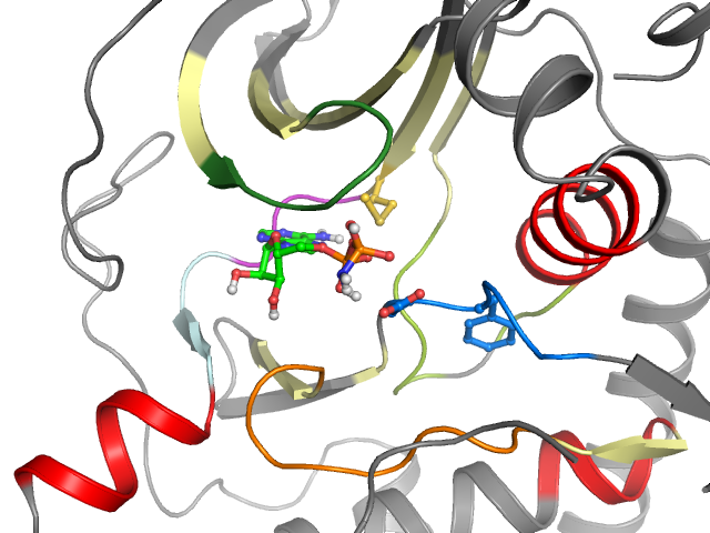 The orthosteric binding pocket