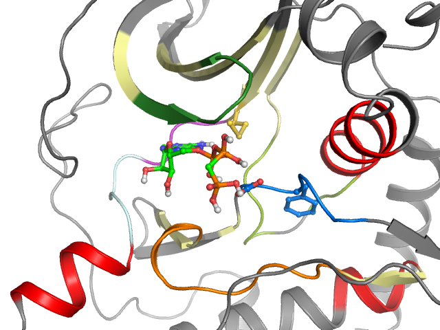 The orthosteric binding pocket