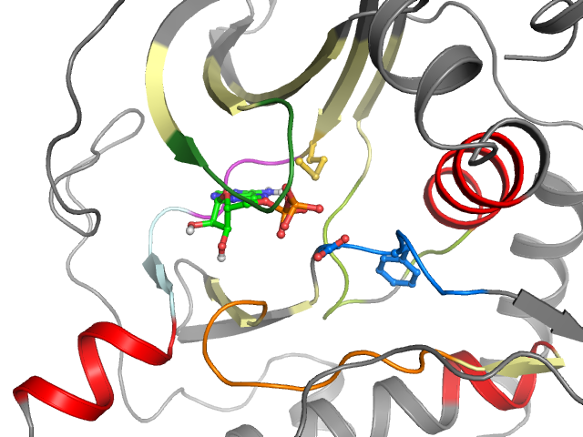 The orthosteric binding pocket