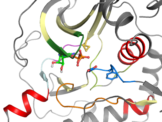The orthosteric binding pocket