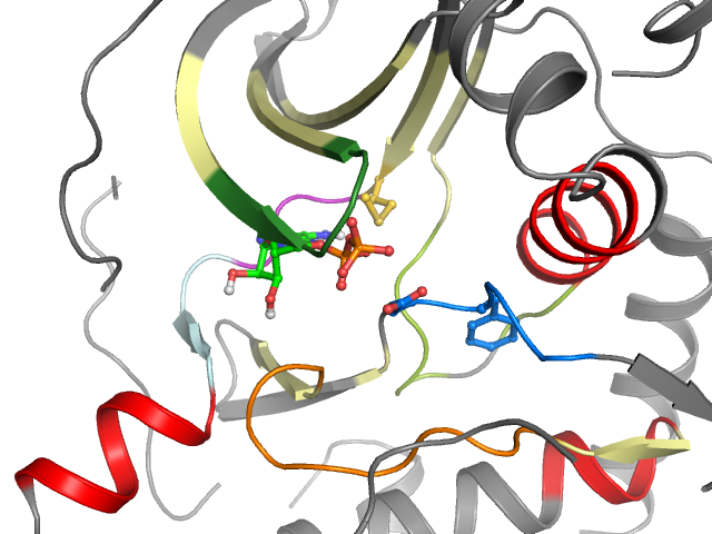 The orthosteric binding pocket