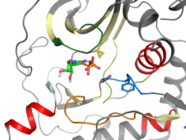 The orthosteric binding pocket