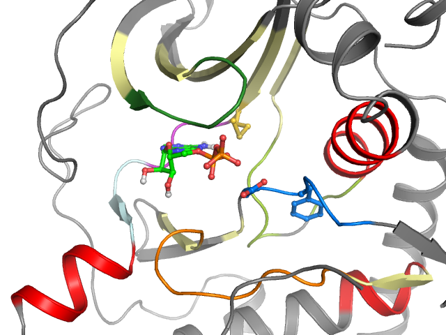 The orthosteric binding pocket