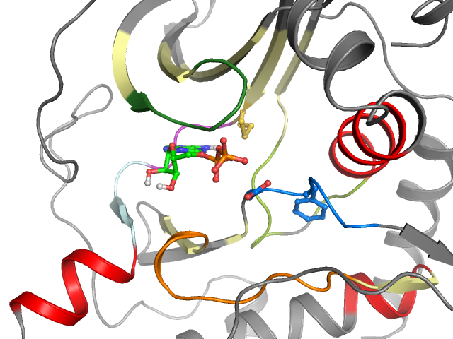 The orthosteric binding pocket