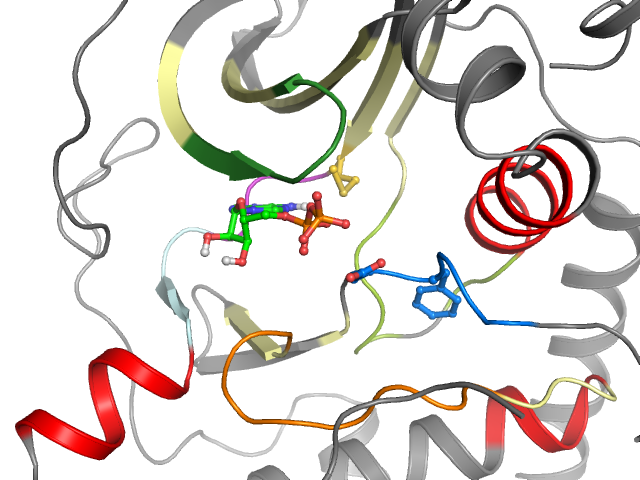 The orthosteric binding pocket